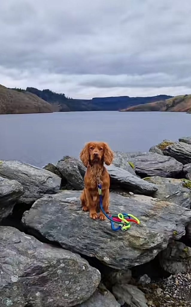 Cackapoo puppies for sale 