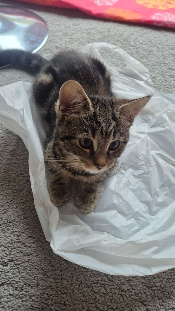 Cat - 7 months old