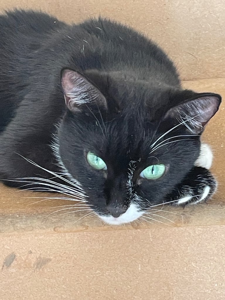 Kittens for sale