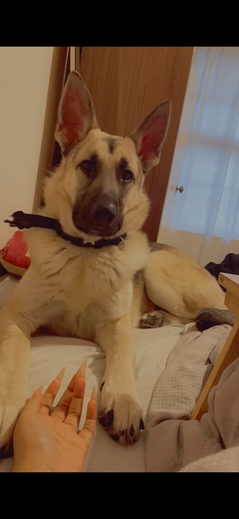image for German Shepherd