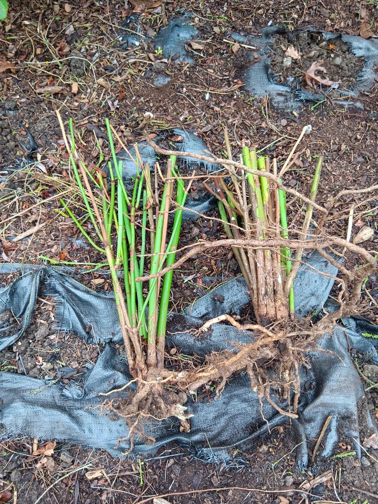 image for Himalayan nut bush shrub.