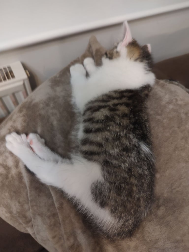 Three stunning kittens available this weekend 