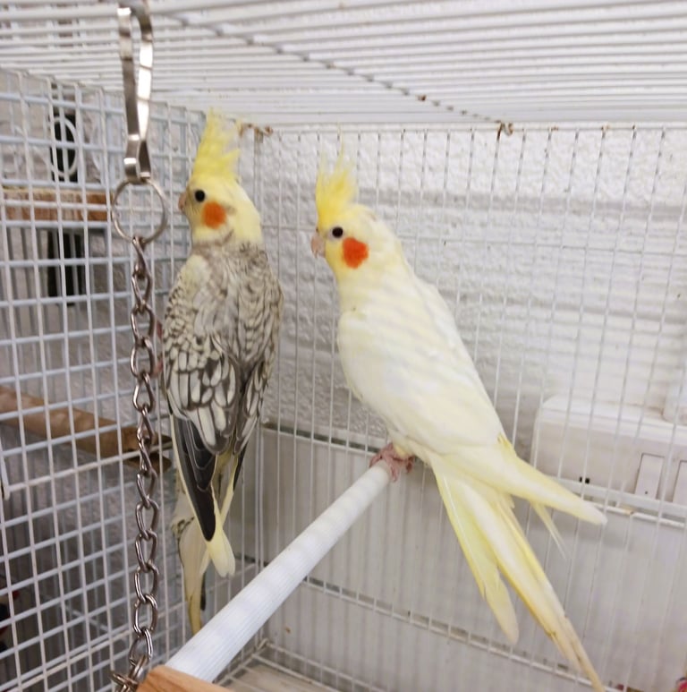 Stunning Baby Cockatiels for sale, 3 months old £85 each
