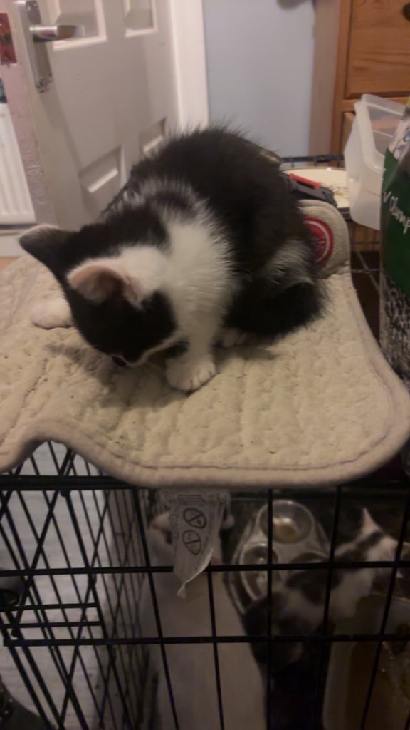 Kittens 