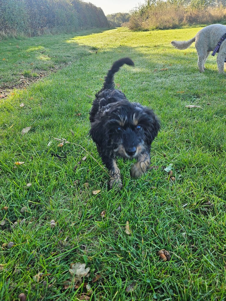 Cockerpoo 