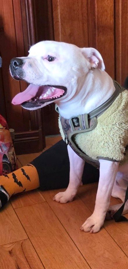 Male Staffy Needs a loving Home 