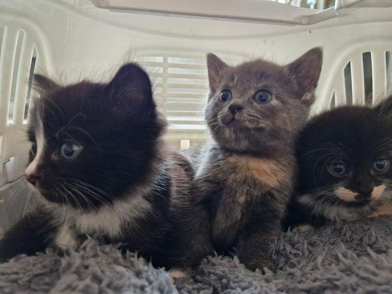 5 Gorgeous kittens for sale 