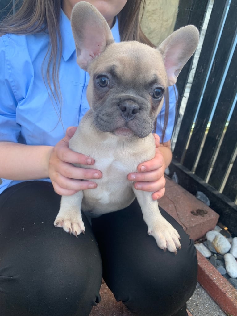 Blue fawn male French bulldog 