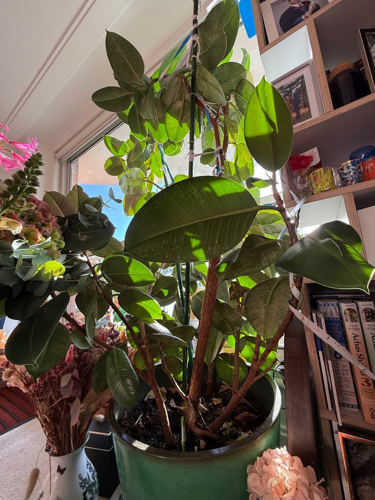 Large Rubber Plant 