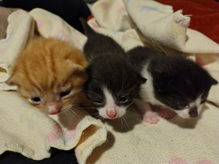 New litter 2 boys and 1 girl