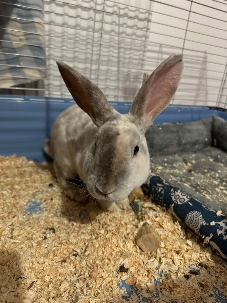 Rex male rabbit for sale