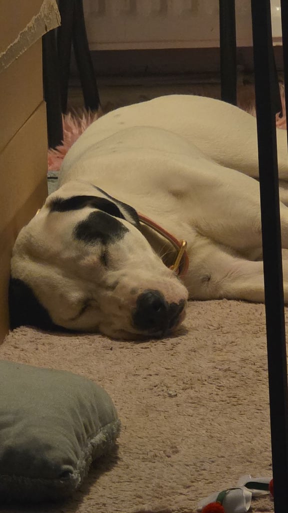 1 year old pup- Large breed