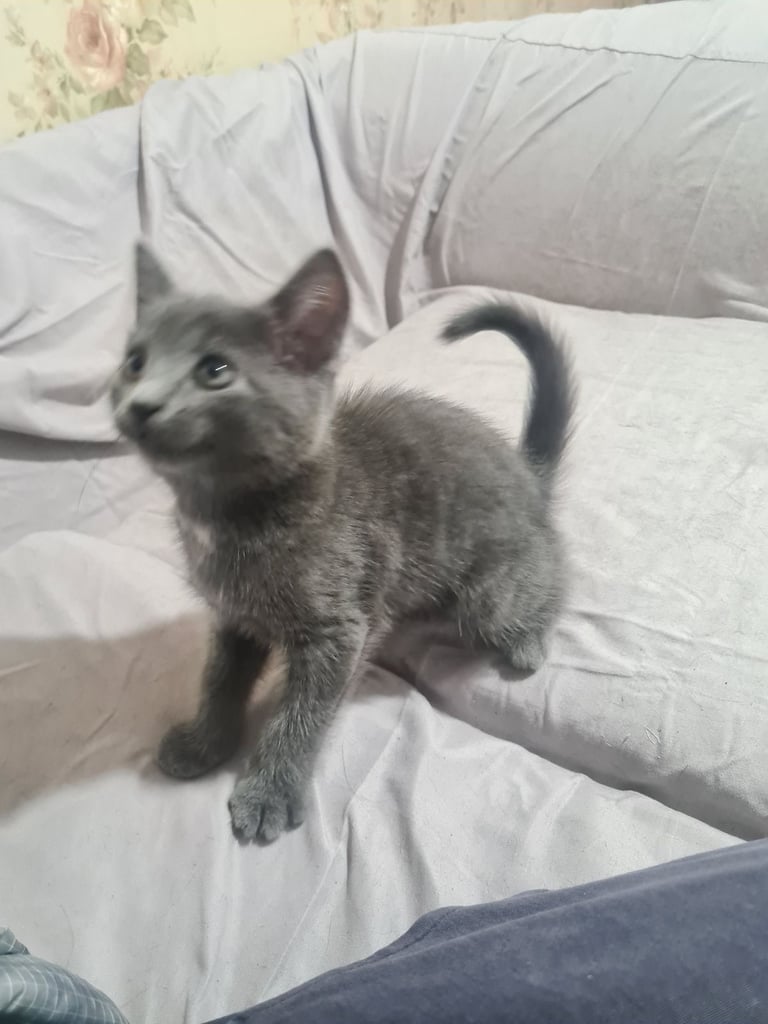 image for Kitten grey blue
