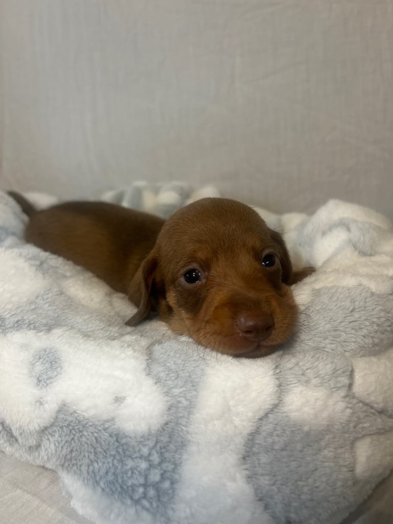 dachshund puppy’s ready to leave next week 