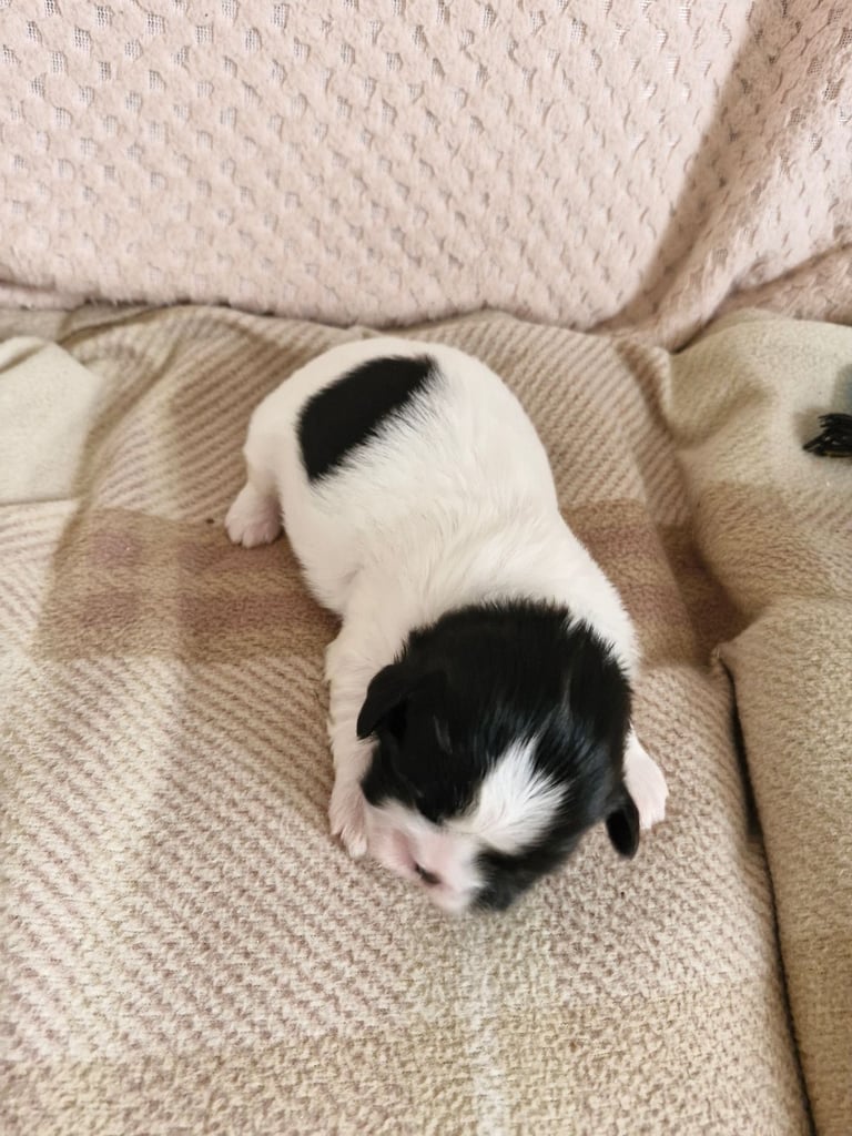 Shihtzu pups