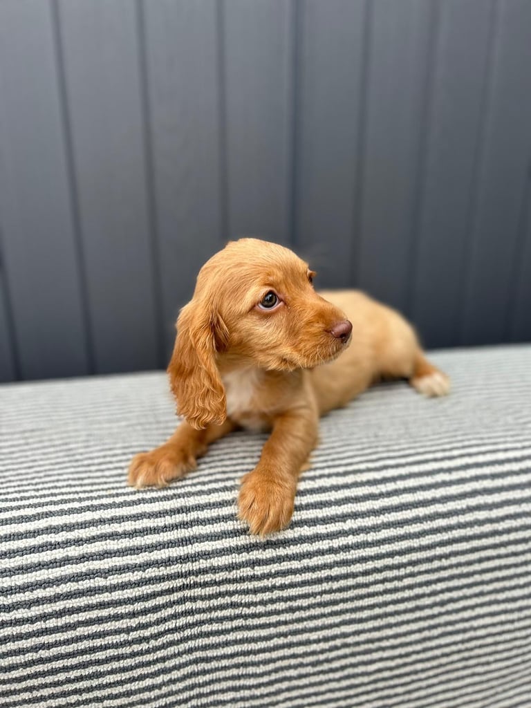Cockapoo puppies 