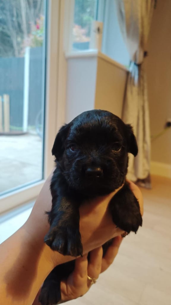 French bulldog x cocker spaniel puppies 
