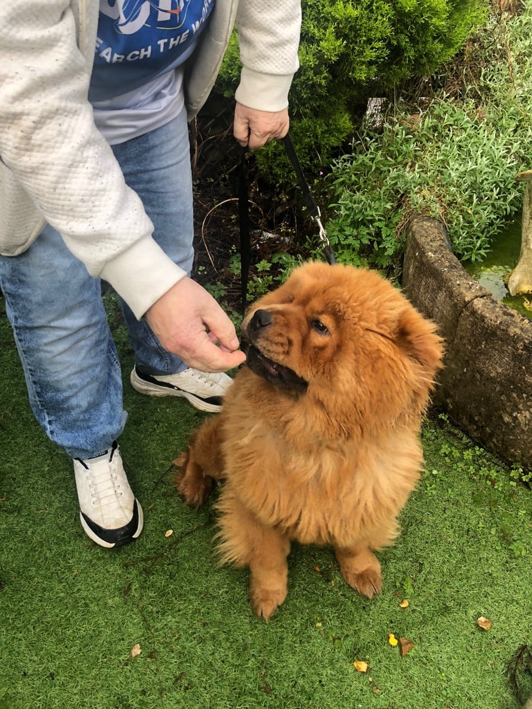 Chow Chow girl 2 yrs old  KC reg microchipped 