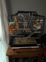 Beautiful Male and female bonded pair budgies full set up and loads of extras 