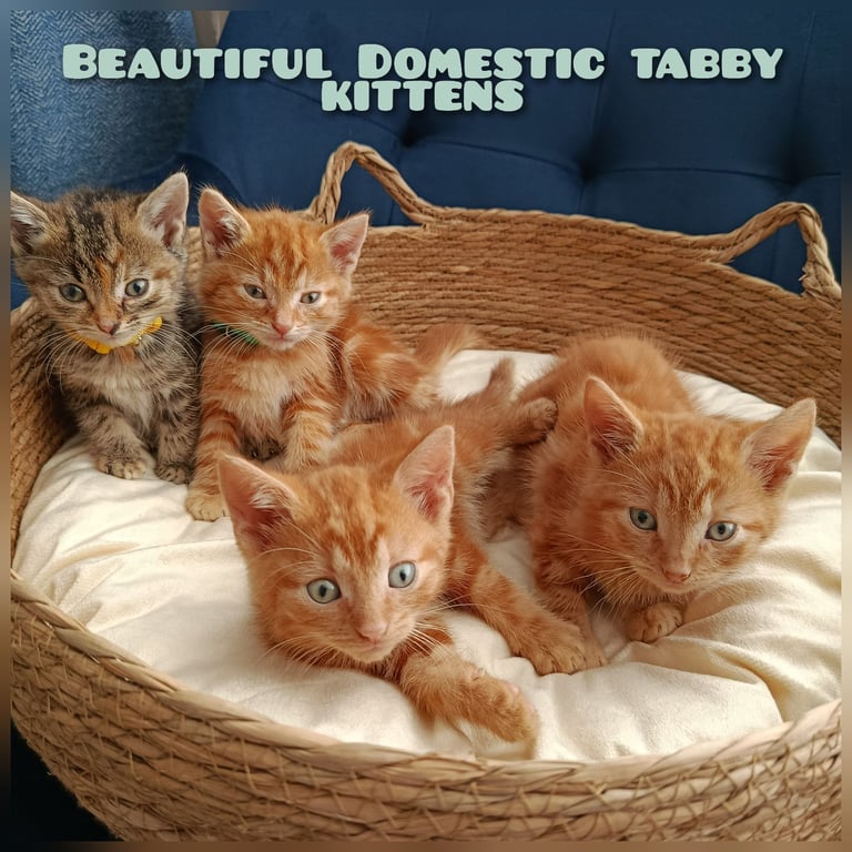 Adorable Kittens - domestic shorthair