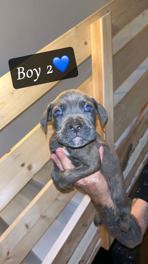 image for Cane Corso X Pocket Bully Puppies