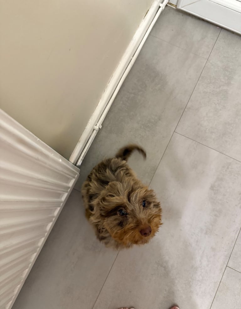 RESERVED 🩷 F1 Female Chocolate Merle Cockapoo Puppy