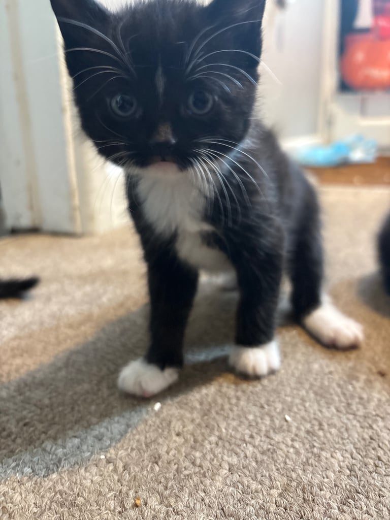 Kittens For Sale. Born, 08/09