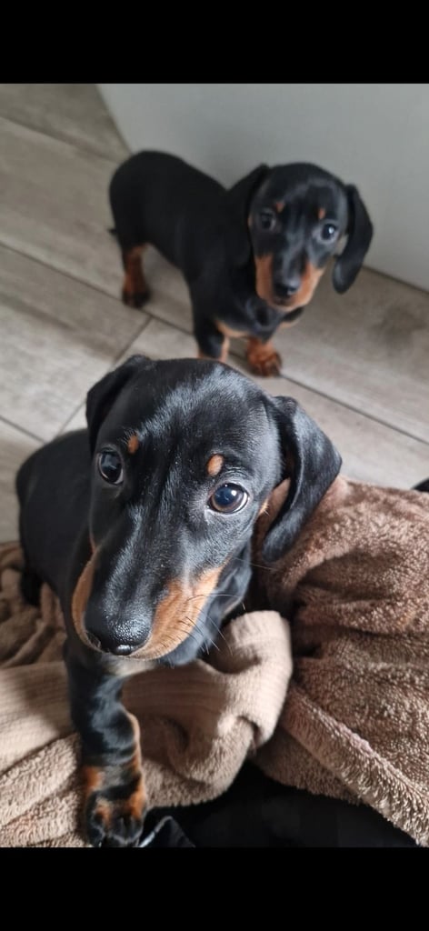 Miniature dashhound girls 