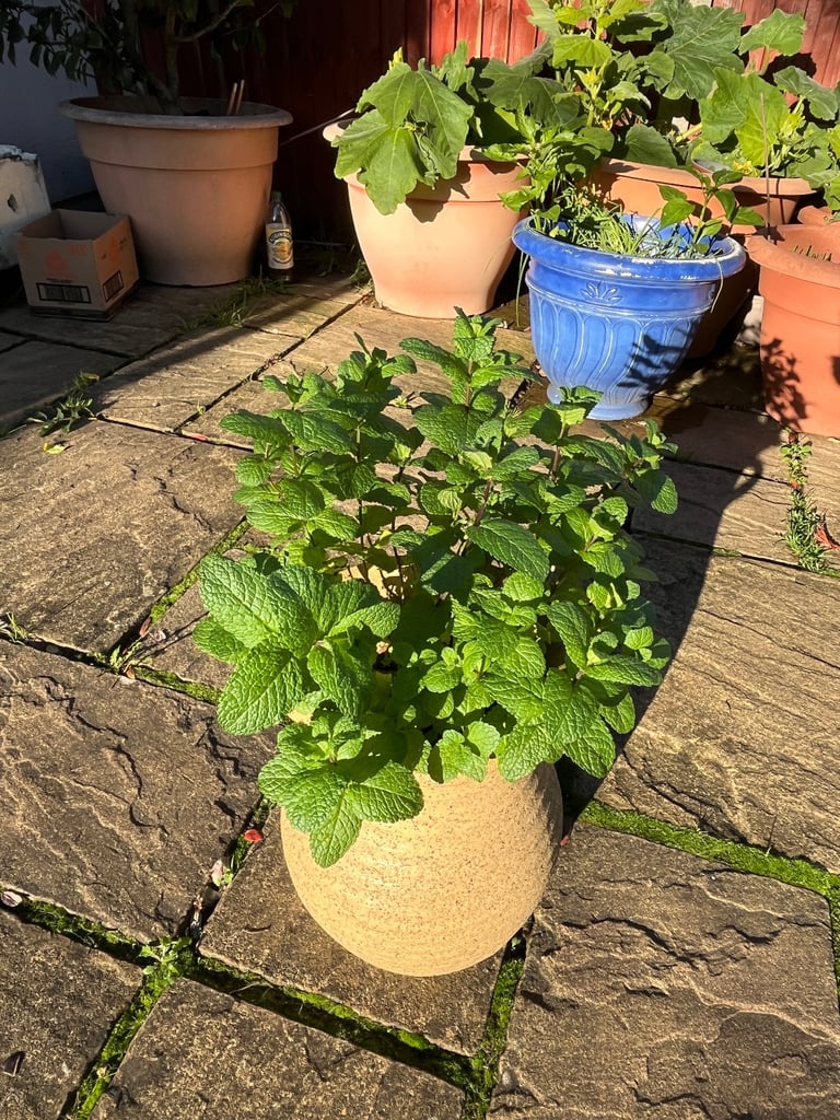 Charming Yellow Terracotta Pot with Fresh Mint Plant | 18cm Diameter, 35cm Height