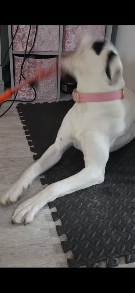 1 year old pup- Large breed