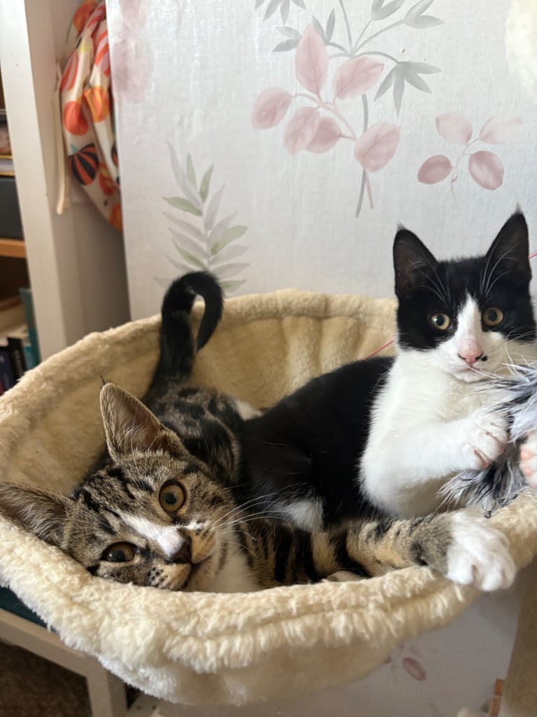 3 kittens for sale - All girls 