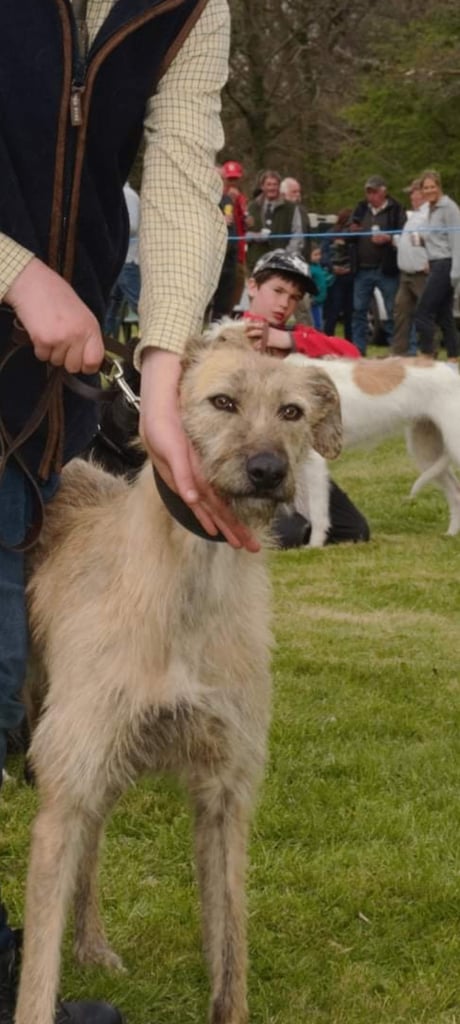 Lurcher bitch 
