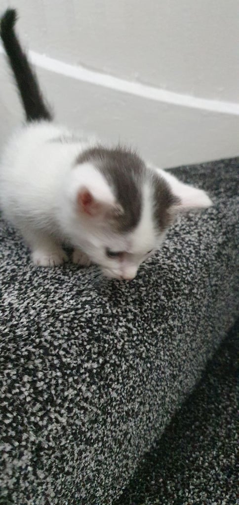 Kittens for Sale £60