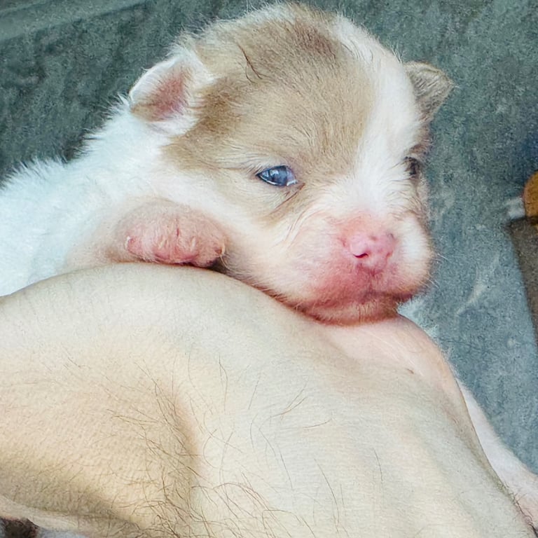 Fluffy and adorable Pomeranian puppies