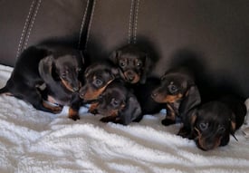 Miniature Dachshund pups