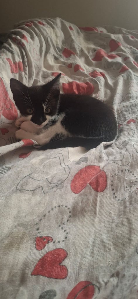 Clopiec is waiting for his new home. Ready to be picked up. 