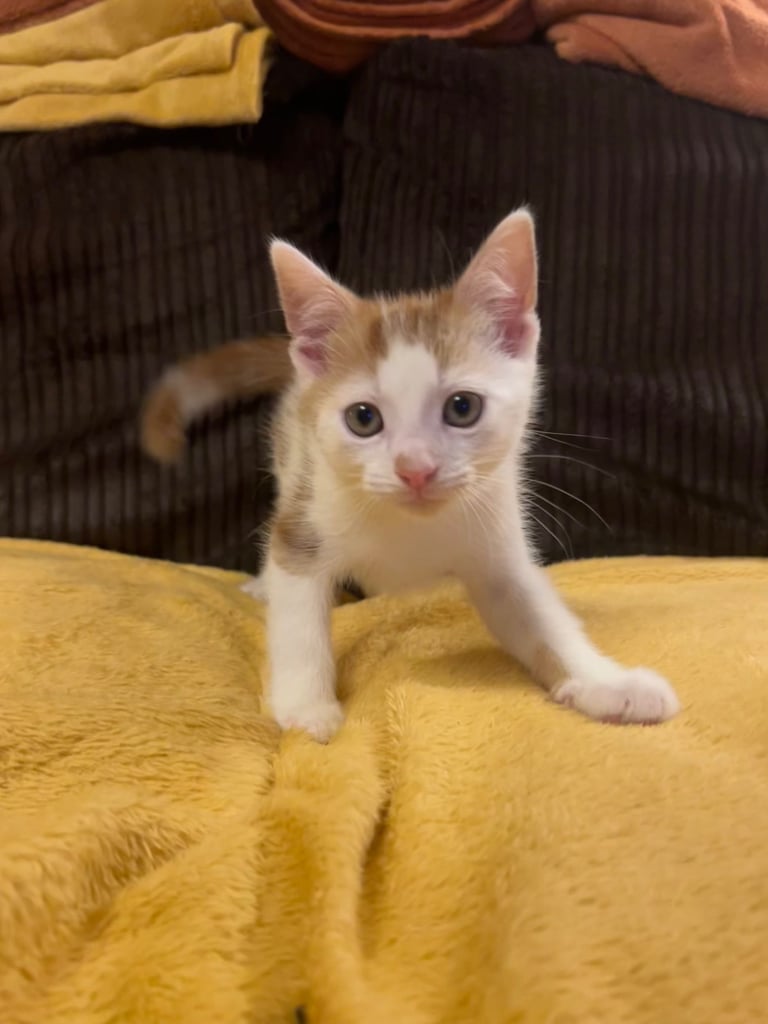 5 gorgeous lovely kittens