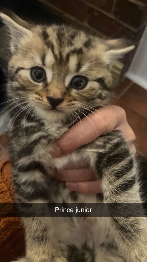 image for Cat and kittens for sale 