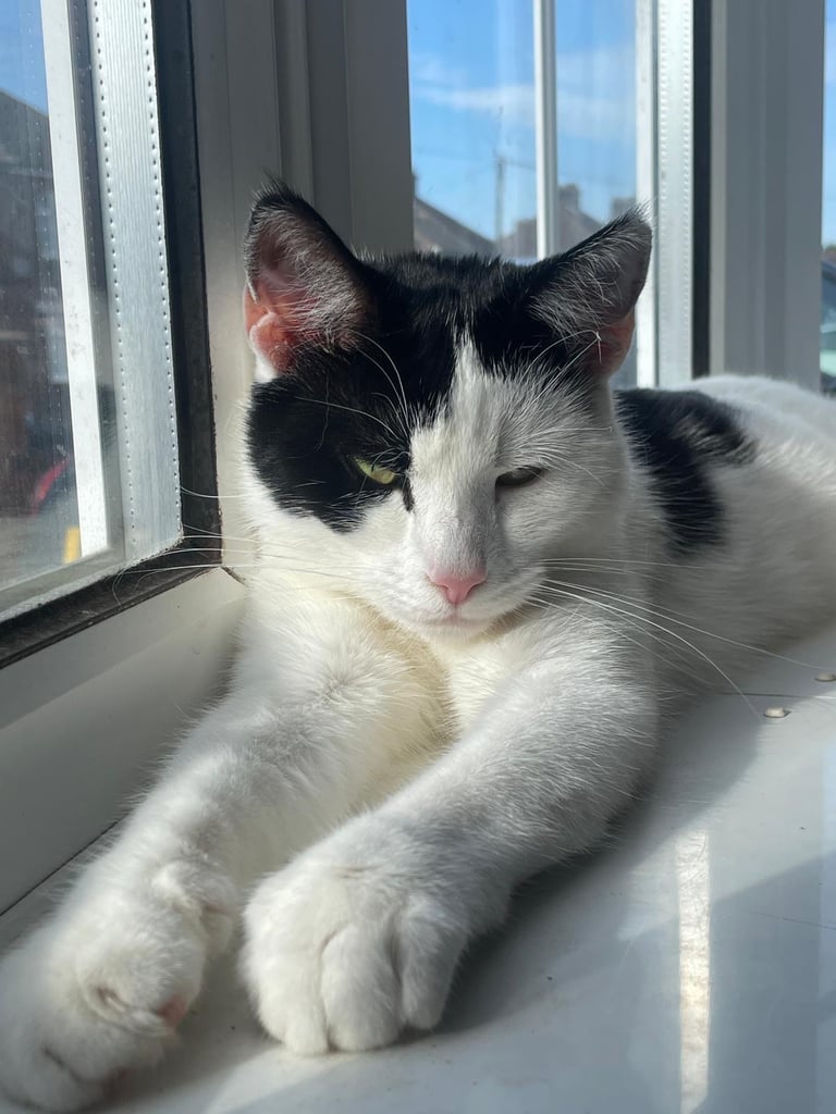 Female black and white cat 