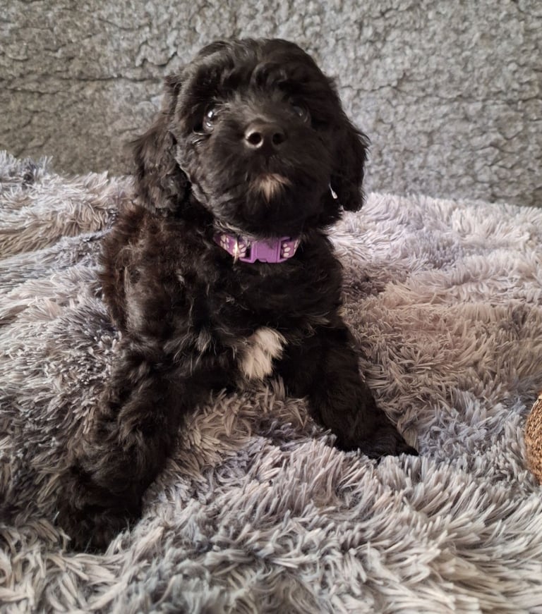 CAVAPOCHO  PUPPIES 8 WEEKS READY NOW