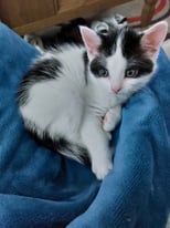 Kitten for sale, born 10th December 2021