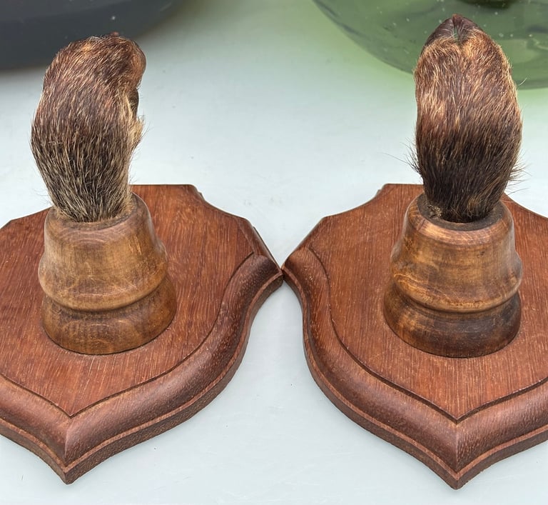 VINTAGE FRENCH TAXIDERMY WILD BOAR HOOVES COAT HOOKS, SANGLIER HOOF HUNTING RACK - WILL POST!
