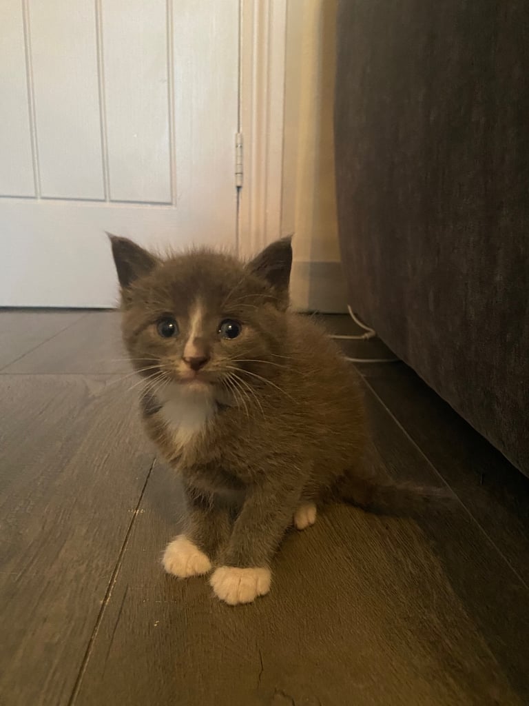 Beautiful male grey kitten 