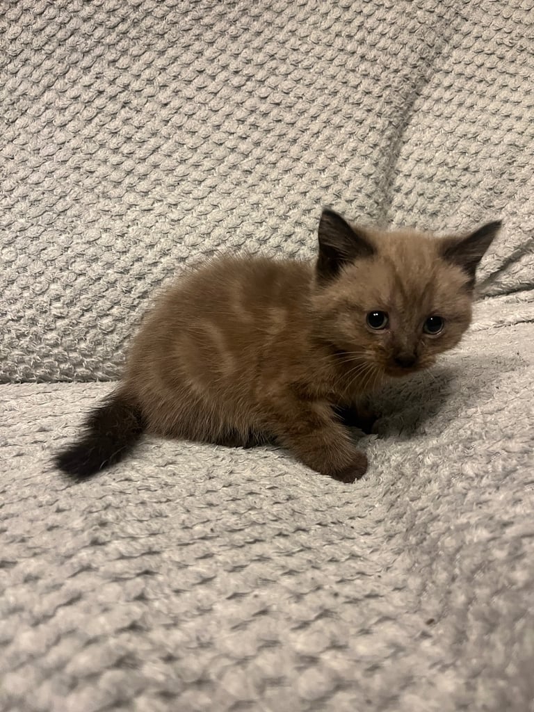 Snowshoe X Birman kittens for sale 