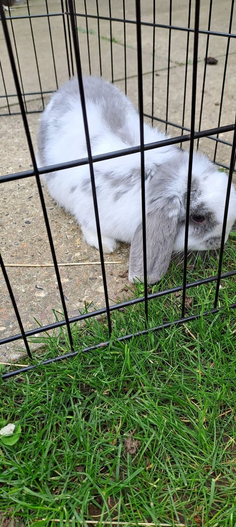 Female mini lop bunny