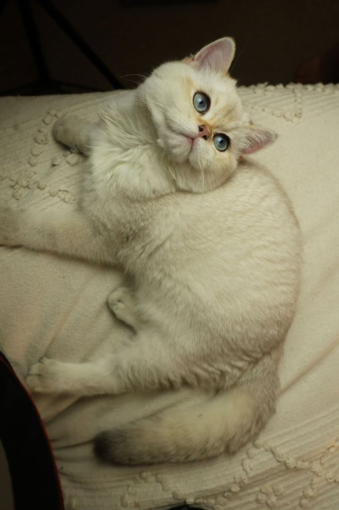 TICA RARE British Shorthair Kittens Champion bloodline