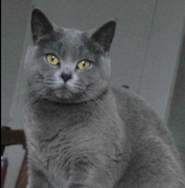 Two British shorthair female cats
