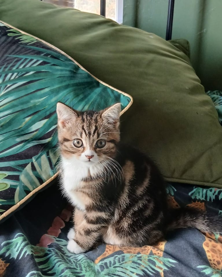 Kitten bengal x persian 