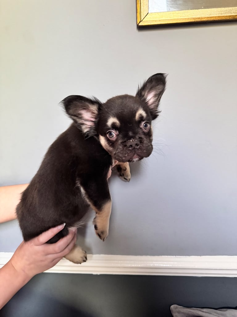 Ready to meet your new best friend 