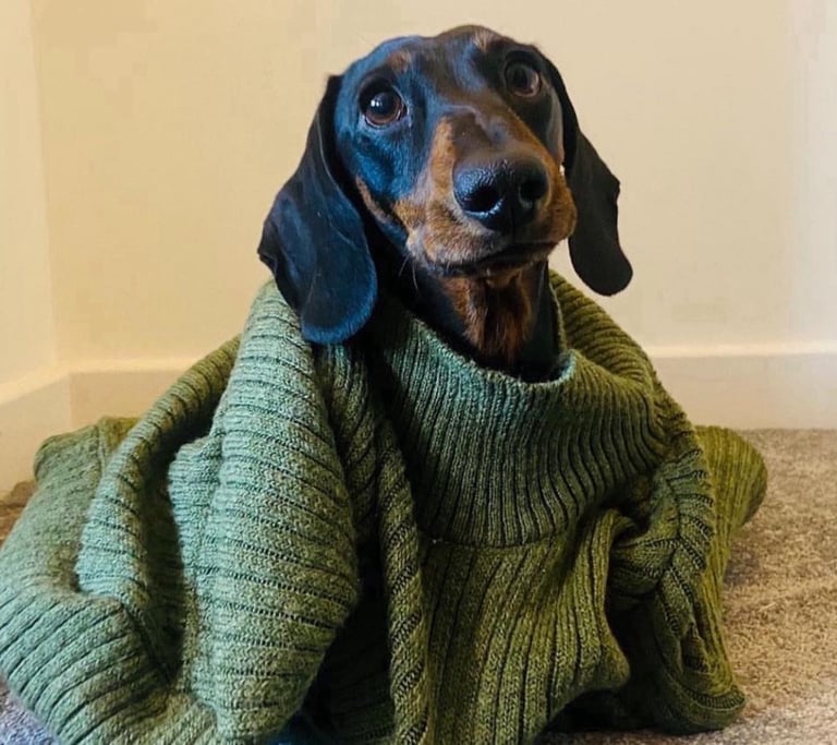 Miniature Dachshund puppies 
